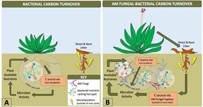 AM fungal-bacterial relationships: what can they tell us about ecosystem sustainability and soil functioning?